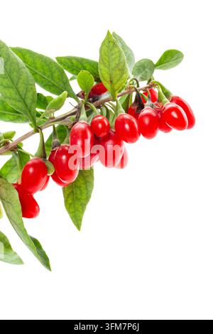 Reife Goji-Beeren, die an einem Ast gegen weißem Hintergrund wachsen. Stockfoto