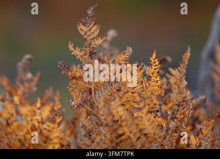 Goldener Herbst mit glühenden Farnen im warmen Sonnenlicht, Yellowstone-Nationalpark Stockfoto