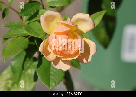 Rosa 'Phyllis Bide'. Nahaufnahme einer zarten aprikosenrosa Rosenblüte im Sommer. Züchter David Austin. Stockfoto