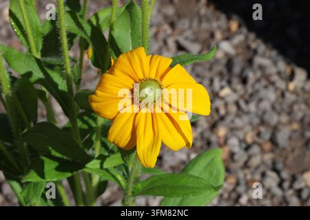 Rudbeckia hirta [Passion Smileyz] ('Rudpa297') (Smileyz-Serie). Nahaufnahme von oben einzelne warme gelbe orangefarbene schwarzäugige Sonnenhut-Blüte Stockfoto