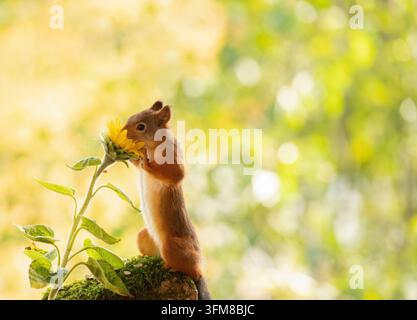 Rote Eichhörnchen ist Riechen eine Sonnenblume Stockfoto