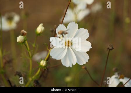 Nahaufnahme einer Sammlung farbenfroher Sommerblumen, darunter lebendige Zinnien, Kosmeen und Ringelblumen, die in einem Garten blühen. Stockfoto