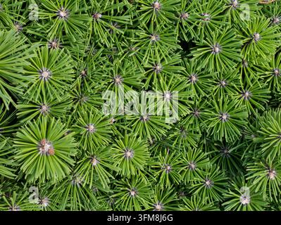Radiales Muster von Zwerg-Bergkiefernnadeln im Nahaufnahme, Pinus mugo Grüne Nadelbaumtextur – Immergrünes Weihnachts- und Winterhintergrundkonzept Stockfoto