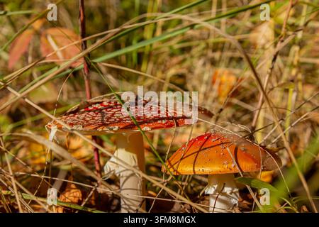 Wilde Fliegenpilze (Amanita muscaria) wachsen zwischen trockenem Gras und Herbstlaub in einem sonnenbeschienenen Wald, farbenfroher saisonaler Naturhintergrund Stockfoto