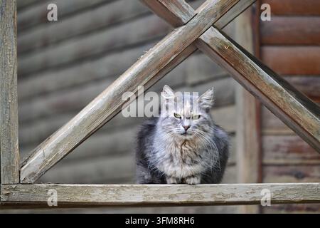 Langhaarige graue Katze sitzt auf einem verwitterten Holzgeländer, geringe Tiefenschärfe, rustikales Outdoor-Porträt Stockfoto