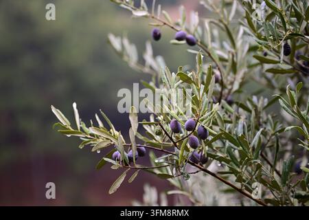 Nahaufnahme von reifen Oliven an einem Olivenzweig mit Regentropfen, geringe Tiefenschärfe und grüner Bokeh-Hintergrund Stockfoto
