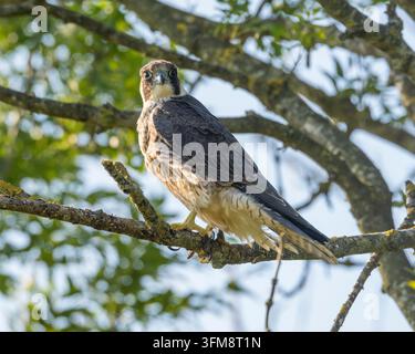 Turmfalke (Falco peregrinus) im Baum Stockfoto