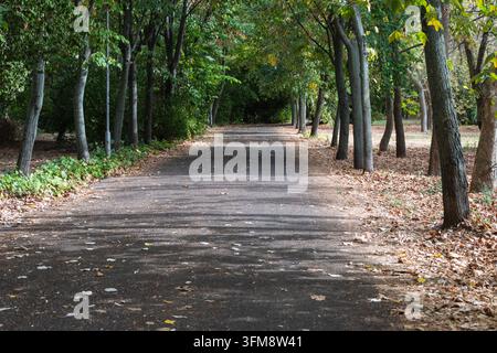 Eine breite, gepflasterte Parkallee, gesäumt von ausgewachsenen Schattenbäumen und verstreuten gefallenen Herbstblättern, führt zu einem entfernten Spaziergänger unter einem belaubten Dach. Stockfoto