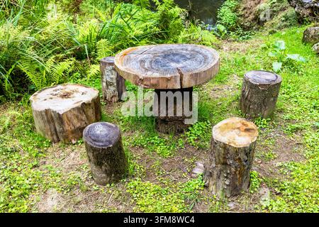 Tisch mit Tischplatte aus Querschnitten großer Bäume und Stühle aus geschnittenen Baumstämmen und Baumstümpfen im Botanischen Garten von Batumi im September d Stockfoto