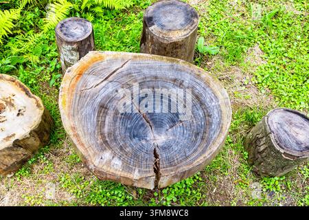 Oberblick auf einen Tisch aus Querschnitten eines großen Baumes im Botanischen Garten von Batumi an einem Septembertag Stockfoto