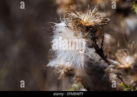 Eine Makro-Nahaufnahme fängt flauschige weiße Samenstände ein, die aus einem getrockneten, stacheligen Distelblütenkopf in der Herbstsonne hervortreten Stockfoto