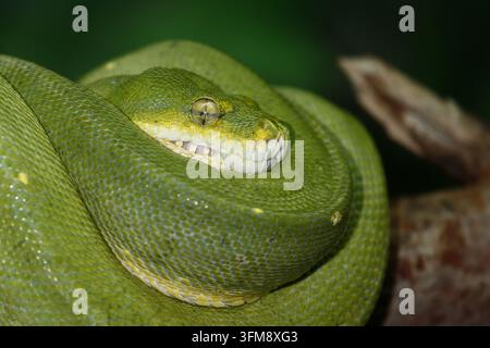 Grüner Baumpython / Green tree python / Morelia viridis Stockfoto