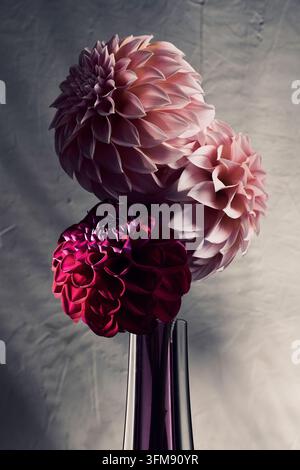 Dahlien in einer Vase Stockfoto