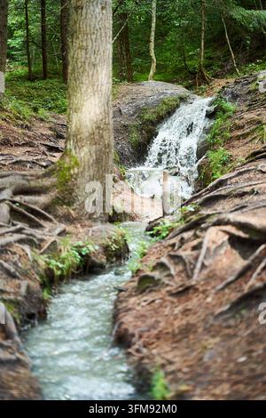 Ein schmaler Bach fließt durch einen üppigen Wald, mit einem kleinen Wasserfall, der im Hintergrund über Felsen stürzt, umgeben von freiliegenden Baumwurzeln und reichlich Stockfoto