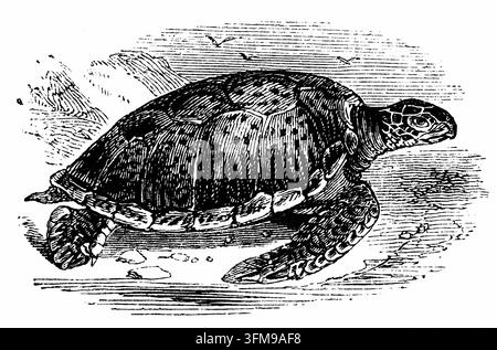 Ein Holzstich, der eine Grüne Meeresschildkröte (Chelonia mydas) darstellt. Auch als essbare Schildkröte bekannt, wurde diese Art wegen ihres Fleisches hoch geschätzt, insbesondere für die Zubereitung von Schildkrötensuppe, die als Statussymbol für Luxus und bürgerliche Bankette im viktorianischen Britannien diente. Um die Qualität vor der Einführung der industriellen Kühlung zu erhalten, wurden diese Schildkröten typischerweise lebend aus tropischen Gewässern zu europäischen Märkten transportiert, um dort als Tischdelikatesse zubereitet zu werden. c.1890. Stockfoto