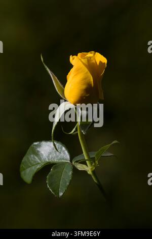 Gelbe Rose Rosa Krankenschwester Tracey Davies Schutzengel Stockfoto