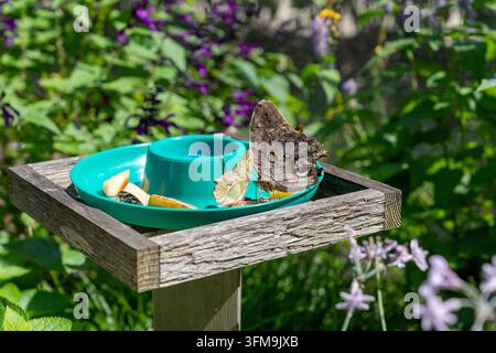 Ein detailliertes Nahaufnahmephoto, das drei tropische Schmetterlinge zeigt, darunter einen auffälligen Riesenfalter (Caligo eurylochus), die gemeinsam an frischem Fr essen Stockfoto
