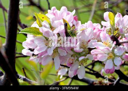 Holzapfel (Malus sylvestris), Nahaufnahme, die einen großen Büschel rosa Blüten zeigt, während der Baum im Frühling zu blühen beginnt Stockfoto