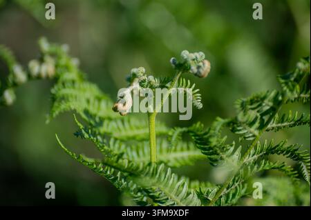 Nahaufnahme von jungen grünen Farnwedeln, die sich im Frühlingsgarten spiralförmig entrollen Stockfoto