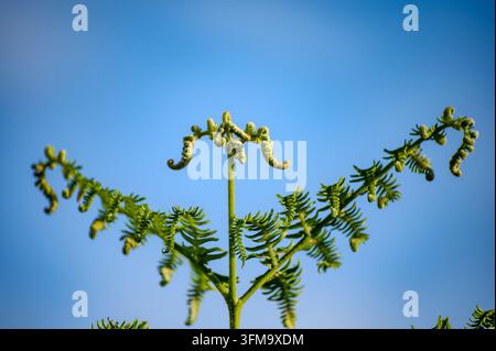 Nahaufnahme von jungen grünen Farnwedeln, die sich im Frühlingsgarten spiralförmig entrollen Stockfoto