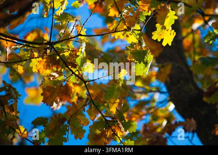 Herbstliches Eichenlaub, das im Sonnenlicht gegen einen lebendigen blauen Himmel in einem polnischen Park glüht. Stockfoto
