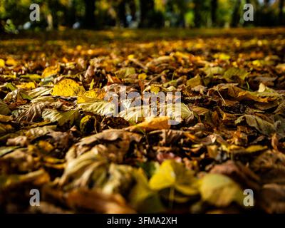 Herbstblätter bedecken den Boden in einem Park Stockfoto