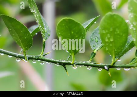 Regentropfen, die in einer Reihe von scharfen Dornen an einem Lindenzweig mit grünen Blättern nach dem Regen in einem Obstgarten in Thailand hängen Stockfoto