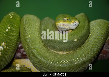 Grüner Baumpython / Green tree python / Morelia viridis Stockfoto