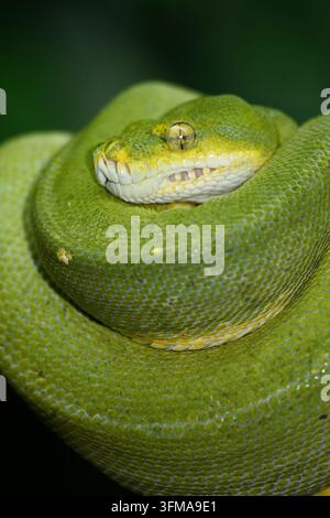 Grüner Baumpython / Green tree python / Morelia viridis Stockfoto