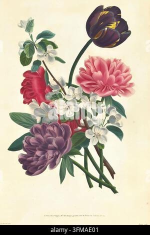 Vintage botanische Illustration, die einen lebendigen Strauß blühender Blumen zeigt, darunter eine dunkle Tulpe, rosa und lila Pfingstrosen sowie zarte weiße Apfelblüten mit grünen Blättern. Sammlung von Blumen und Früchten, nach der Natur gemalt von Jean-Louis Prevost; und aus seinem Portfolio gezeichnet; von Prévost, Jean Louis, dem Jüngeren (1745 - 1810) Veröffentlicht 1805 Stockfoto