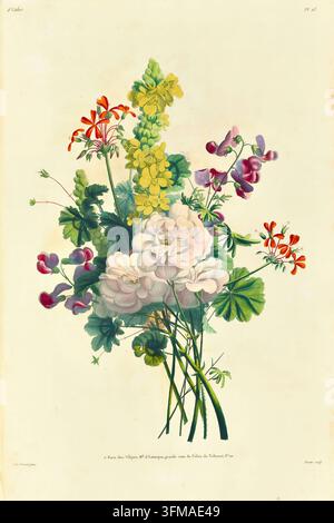 Antoine Prévosts vintage botanische Illustration zeigt eine lebendige Komposition aus weißen Rosen, gelbem Beinwell, roten Geranien und violetten Johanniskräutern, detailliert mit grünen Blättern und Stängeln. Sammlung von Blumen und Früchten, gemalt nach der Natur von Jean-Louis Prevost; und aus seinem Portfolio gezogen; [Collection des fleurs et des fruits, peints d'après nature / par Jean-Louis Prevost ; et tirés de son porte-feuille ; avec un discours d'introduction sur l'usage de cette collection dans les arts et les manufactures, suivis d'un précis historique sur l'art de la broderie, et d'une vue générale de Stockfoto