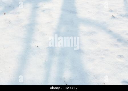 Sanfte Baumschatten über frischem Winter Schnee Stockfoto