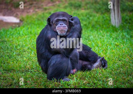 Porträt eines Westlichen Schimpansen, auch bekannt als Pan troglodytes verus. Stockfoto