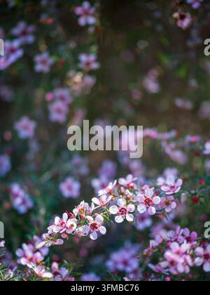 Leptospermum scoparium (Teebaum) in voller Frühlingsblüte, blassrosa und weiße Blüten, Victoria, Australien. Stockfoto