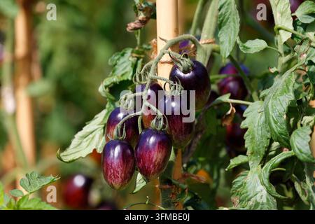 Atomische Trauben-Tomaten, die an einer Rebe wachsen. Tomate (Solanum lycopersicum) Stockfoto