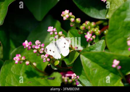 Ein Weißer Kohlflügel (Pieris rapae) auf einer knospenden Blüte einer Malabar-Spinatrebe (Basella alba) Stockfoto