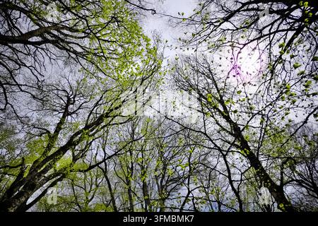 Rückseitig beleuchtetes Laub im Frühlingsbuchwald des Nebrodi-Parks, Sizilien, Italien Stockfoto
