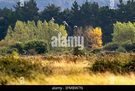 Eine Gruppe von Pinkfüßgänsen Anser brachyrhynchus beginnt, auf die Küstenfelder und Sümpfe in Holme, Nordwest-Norfolk, UK, herabzusinken Stockfoto