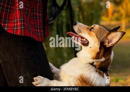 Der kleine Hund steht auf seinen Hinterbeinen mit einem fröhlichen Gesichtsausdruck, während er ein Halsband und eine Leine trägt, die von einer Person in einem roten karierten Flanellhemd gehalten wird Stockfoto