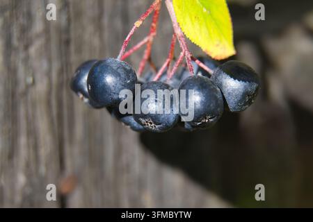 Bündel dunkler Aroniabeeren, die an einem Zweig hängen, mit einem einzigen gelb werdenden Blatt, aufgenommen im natürlichen Sonnenlicht vor einem strukturierten Holzzaun f Stockfoto
