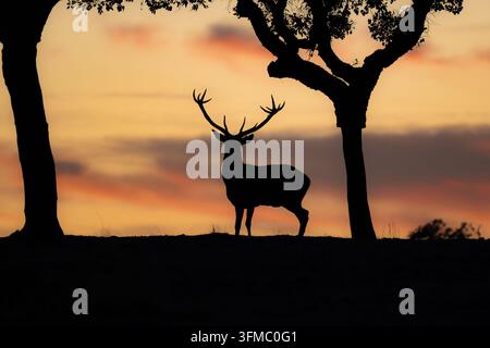 Silhouette eines mächtigen Rotwildhirsches mit großen Geweihen, der bei Sonnenuntergang auf einer Horizontlinie zwischen Korkeichen steht. Aufgenommen in der Sierra de San Stockfoto
