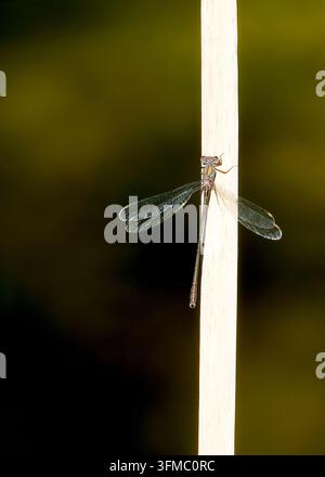Gefleckte Libelle, die auf Schilf sitzt, mit verschwommenem Hintergrund Stockfoto
