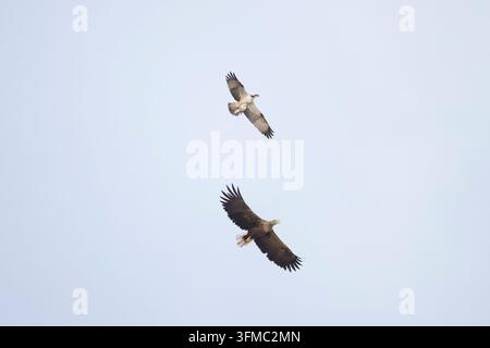 Ein Seeadler (Haliaeetus albicilla) versucht, einem Fischadler (Pandion haliaetus) einen Fisch zu stehlen, Mecklenburg-Vorpommern, Deutschland Stockfoto