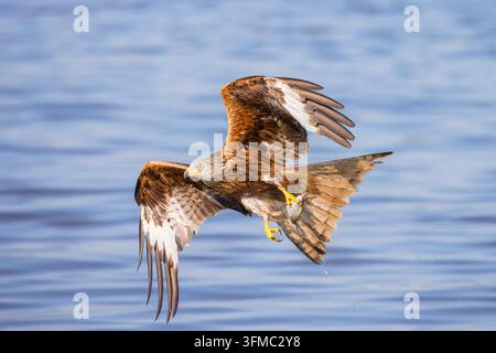 Roter Milan (Milvus milvus) im Flug mit einem Fisch in den Krallen. Deutschland Stockfoto