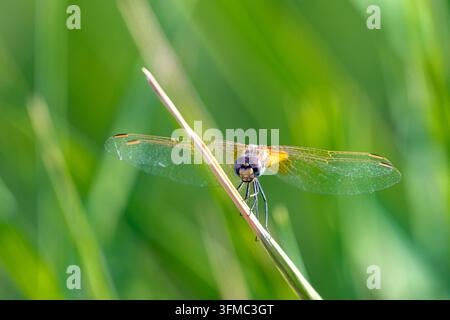 Libelle, die auf einem Schilfrohr vor einem weichen grünen natürlichen Hintergrund sitzt Stockfoto