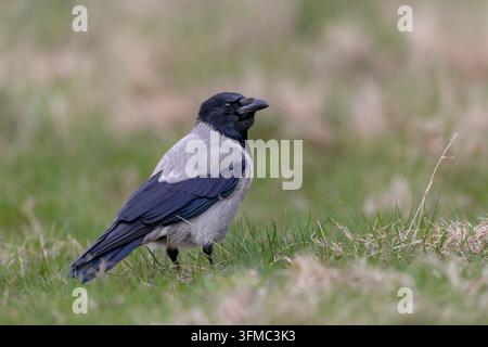 H Hoodkrähe (Corvus corone cornix, Corvus cornix) steht auf Gras. Sequenz 1 von 2. Dänemark Stockfoto
