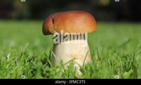 Frischer einzelner Steinpilz, der im grünen Gras wächst, Nahaufnahme Stockfoto