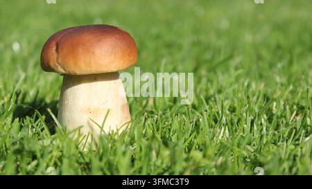 Frischer einzelner Steinpilz, der im grünen Gras wächst, Nahaufnahme Stockfoto
