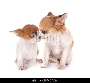 Wenig chihuahuas vor weißem Hintergrund Stockfoto
