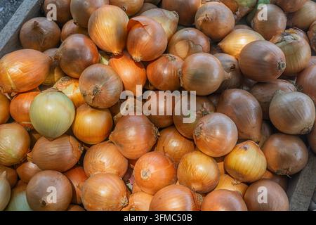 Haufen gelber und brauner Zwiebeln in einer Holzkiste, Vollformatansicht von frischen Marktprodukten Stockfoto